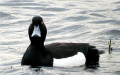 tufted drake @ carsington.jpg