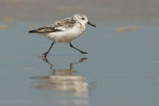 sanderling.jpg