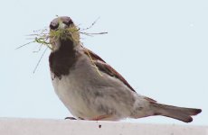 Helens Sparrow.jpg