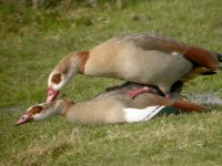 Egyptian Goose 0443.jpg