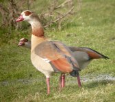 Egyptian Goose 0441.jpg