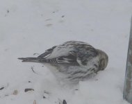 White Backed Redpoll CU,Feb16'04.jpg