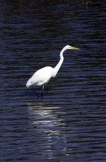 great egret.jpg