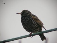 starling 2.jpg