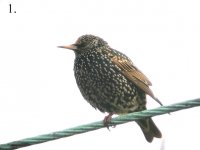 starling 2aa.jpg