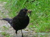 Blackbird 800 x 600.jpg