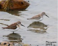 0778sanderlings.jpg