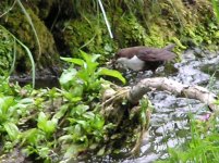 Dipper 800 x 600.jpg