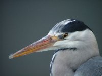 heron2.jpg