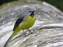 Grey Wagtail 800 x 600.jpg