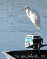 great egret.jpg