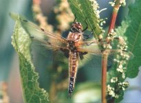 4-spotted_chaser-best.jpg