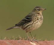 pipit1.jpg