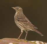 pipit2.jpg