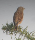 kestrels nest 063.jpge.jpg