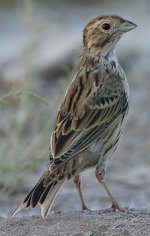 unidentified bunting.jpg