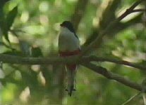 cuban trogon.jpg