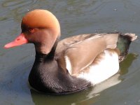 red crested pochard co.jpg