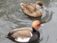 red crested pochard fojpg.jpg