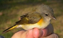 american redstart.jpg