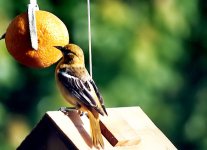 Yellow-throated Vireo3.jpg