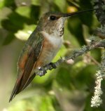 banded rufous.jpg