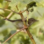 bootedwarbler8.jpg