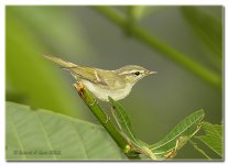 unknownwarbler.jpg