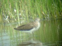 Green Sandpiper, Hollywell Pond, 8th August 2004(1).jpg