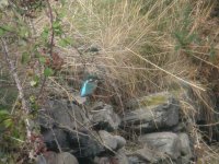 kingfisher280903a.jpg