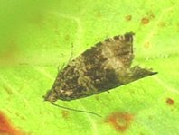 Tortrix2-HCn.jpg