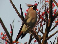 waxwing-221202eo.jpg