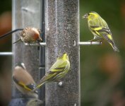 redpoll goldfinch siskin group 360.jpg