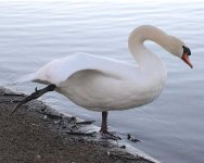 8927swan.jpg