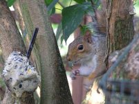 squirrelfeeding2.jpg