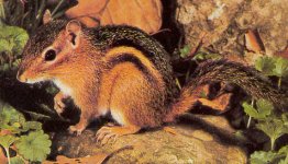 Eastern chipmunk.jpg