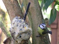 bluetitfeeding.jpg