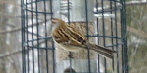 2nd Sparrow 2.jpg