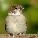 Tree Sparrow Juv 2312.jpg