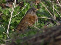 Pale Thrush_resized.jpg