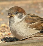 Tree Sparrow Juv 2323.jpg