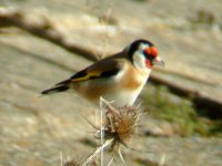 Goldfinch 2 - Reculver - 17th January 2004.jpg