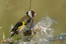 Goldfinch small.jpg