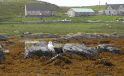 snowy-owl.gif