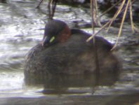 Little Grebe.jpg