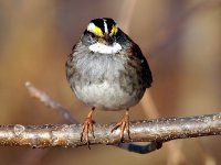 White-Throated-Sparrow.jpg