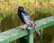 grackle1.jpg