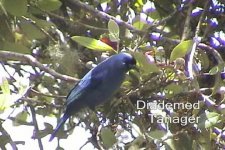 diademed_tanager_2.jpg