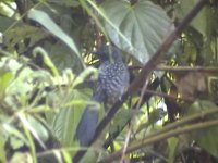 large-tailed_antshrike.jpg