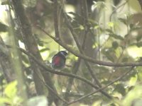 pintailed_manakin.jpg